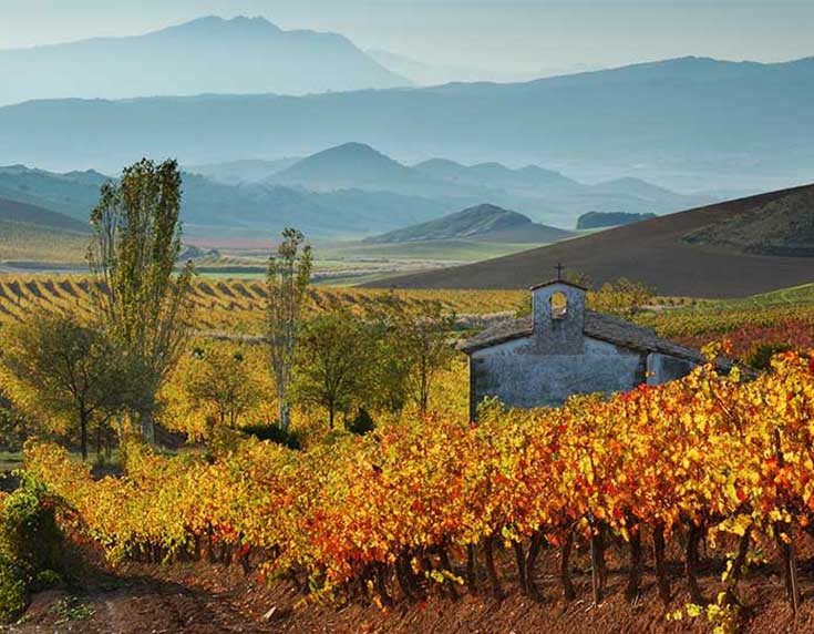 Garnacha is the dominant wine grape in Navarra